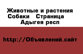 Животные и растения Собаки - Страница 2 . Адыгея респ.